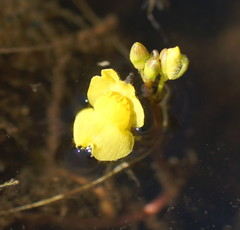 Utricularia aurea