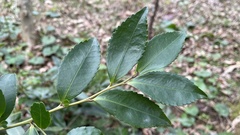 Eurya japonica