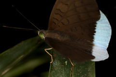 Tanaecia julii