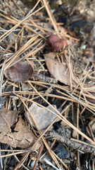 Chroogomphus vinicolor