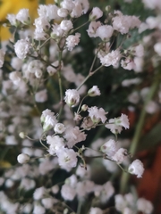 Gypsophila paniculata