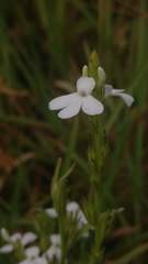 Striga densiflora