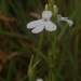 Striga densiflora - Photo (c) swanand kesari, μερικά δικαιώματα διατηρούνται (CC BY-NC)