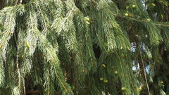Picea smithiana