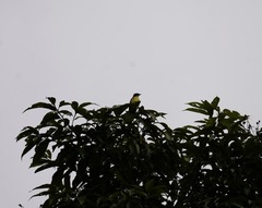 Myiozetetes granadensis