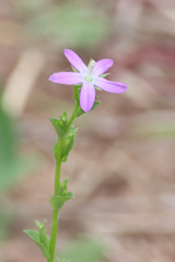 Triodanis biflora