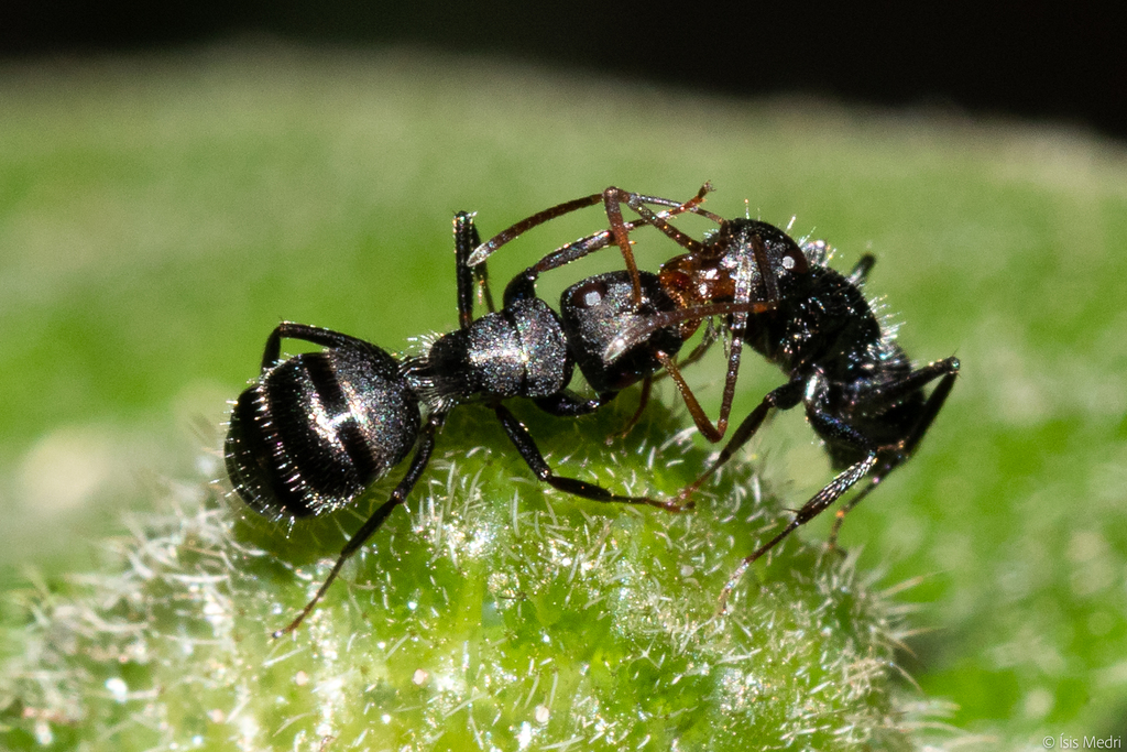 Myrmobrachys from Parque Municipal Arthur Thomas, Londrina PR, Brasil on February 19, 2023 at