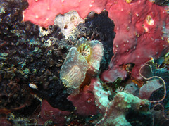Ascidia ornata