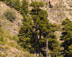 Austrocedrus chilensis