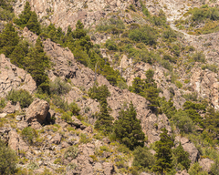 Austrocedrus chilensis