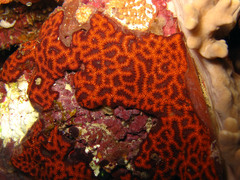 Botryllus