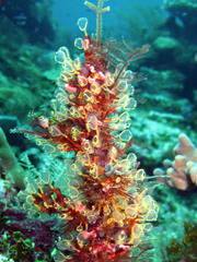 Clavelina detorta