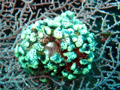 Eudistoma