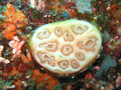 Eudistoma