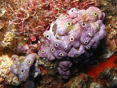 Eudistoma