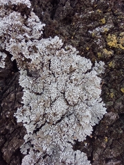 Physconia distorta