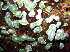 Lissoclinum bistratum