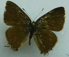 Lycaenidae