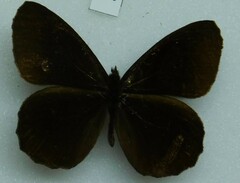 Satyrinae