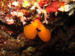 Pseudodistoma megalarva