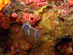 Rhopalaea