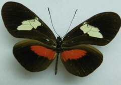 Heliconius himera