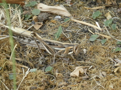 Schistocerca cancellata