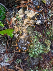 Peltigera neopolydactyla