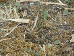 Schistocerca cancellata