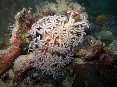 Clavularia