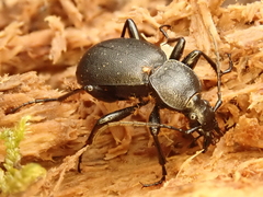 Cychrus caraboides