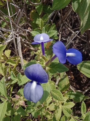 Image of Matourea azurea by no rights reserved