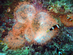 Entacmaea quadricolor