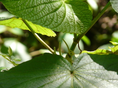 Piper umbellatum