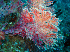 Gorgoniidae