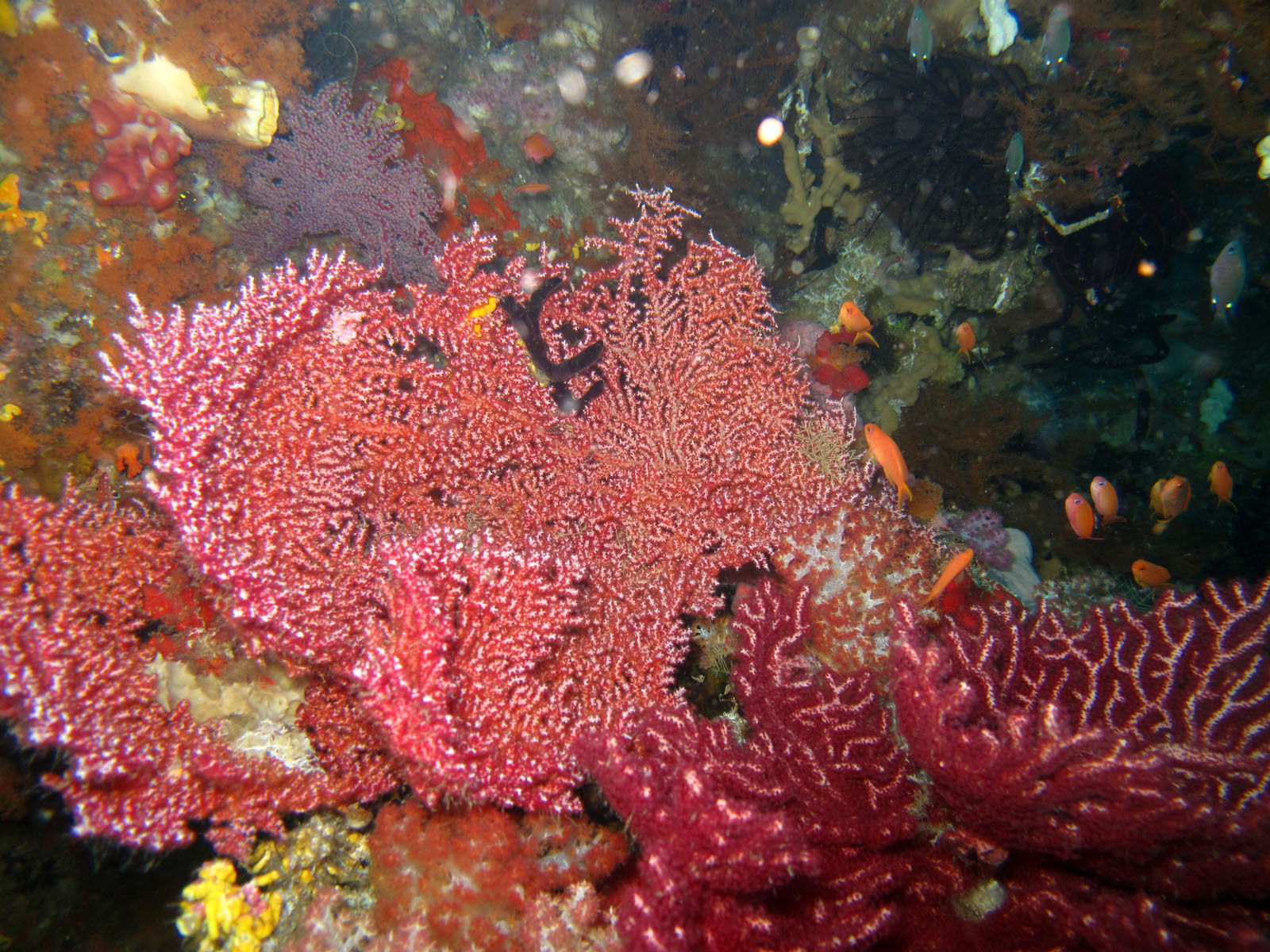 Muricella plectana Grasshoff, 1999