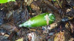 Geissospermum