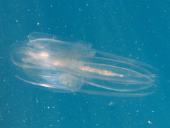 Leucothea multicornis