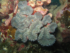 Lobophyllia corymbosa
