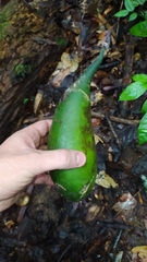 Geissospermum
