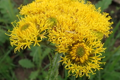 Berkheya umbellata