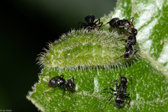 Arawacus separata