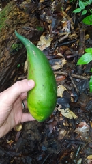 Geissospermum