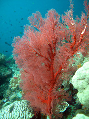 Melithaea
