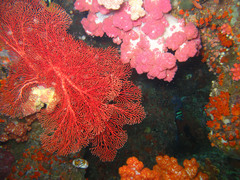 Melithaea
