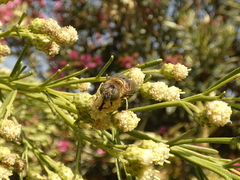 Eristalinus taeniops