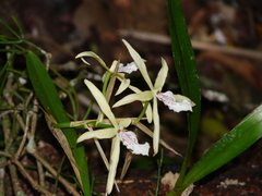 Miltonia flavescens