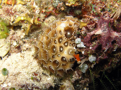 Palythoa tuberculosa