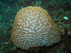 Physogyra lichtensteini