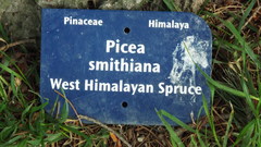 Picea smithiana